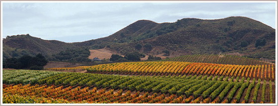 Le vignoble de Vega