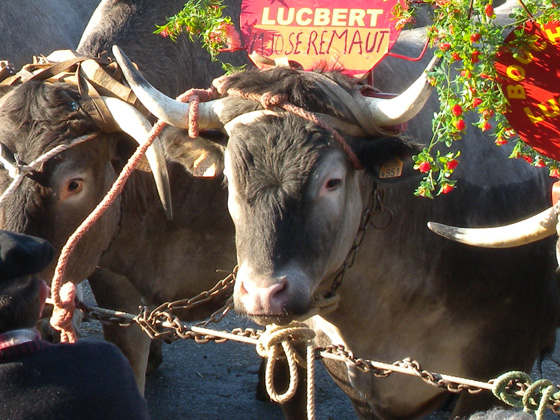 carnaval du boeuf gras 1