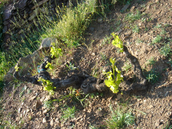 cep de vignes