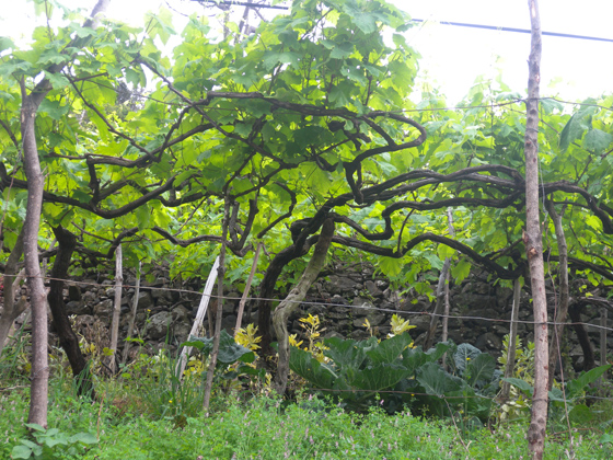 des vignes 3