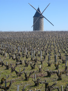 le moulin de la Tour Haut-Caussan et ses vignes