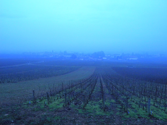 les vignes à Vosne-Romanée