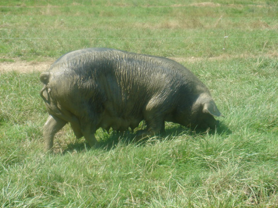 un cochon noir de Bigorre