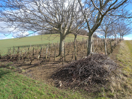 un jolie vigne en Auvergne