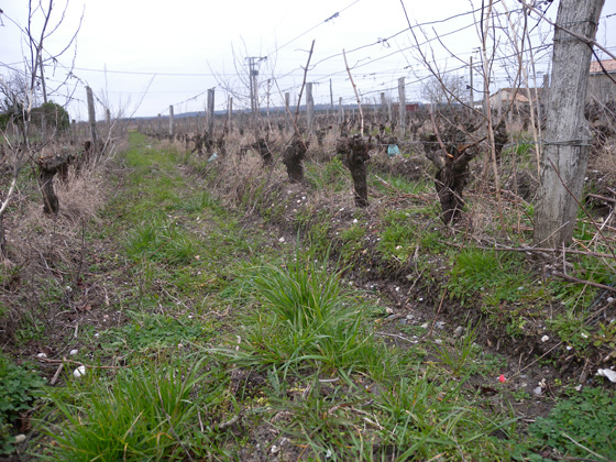 vignes d'Alain Déjean