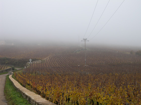 vignes de la romanée conti