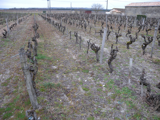 vignes du voisin d'Alain Déjean